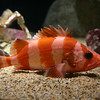 Ryan > Monterey Bay Aquarium photo