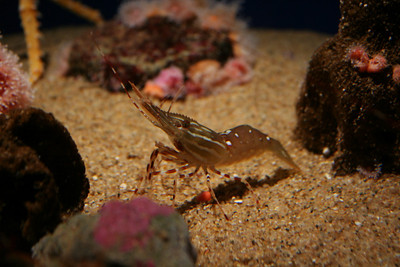 Monterey Bay Aquarium photo