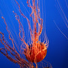 Ryan > Monterey Bay Aquarium photo